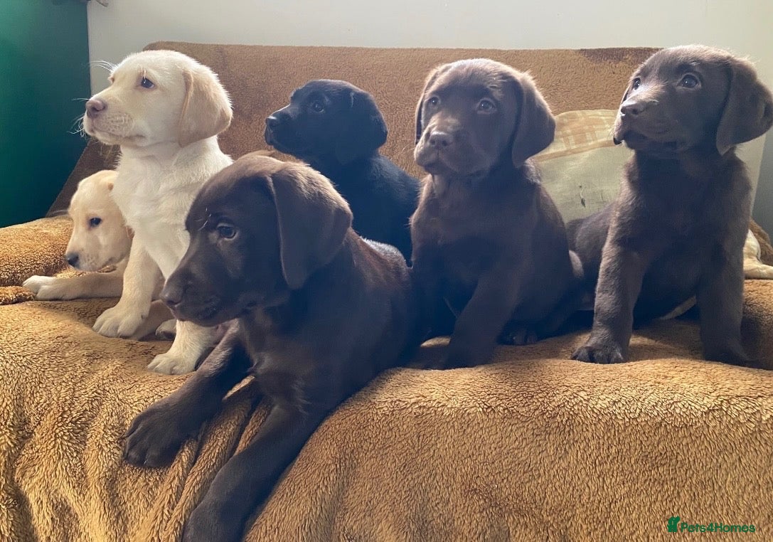 Labrador Retriever dogs Chunky Labrador Puppies - Advert 1