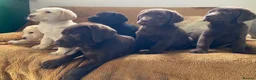 Labrador Retriever dogs for sale: Chunky Labrador Puppies - Advert 1