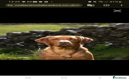 Labrador Retriever dogs for sale:  KC REG LABRADOR PICK OF LITTER AVAILABLE  in Preston - Image 12