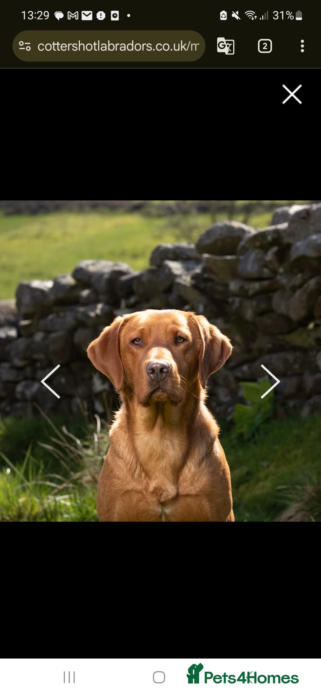 Labrador Retriever dogs for sale:  KC REG LABRADOR PICK OF LITTER AVAILABLE  in Preston - Image 12
