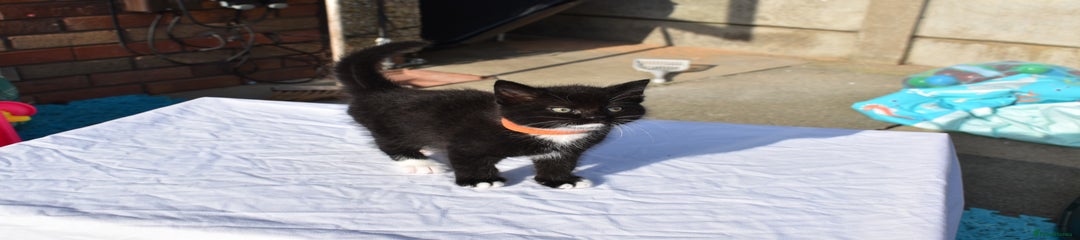 Black Tuxedo Male - Orange