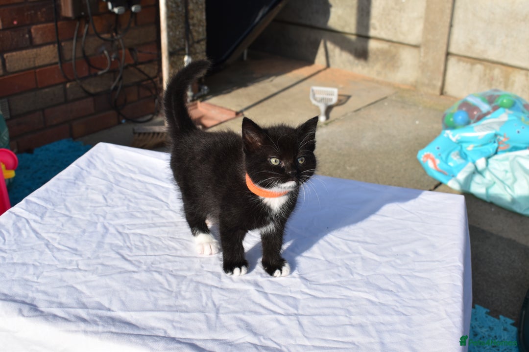 Mixed Breed cats for sale: 5 Mixed Kittens Ready In 2 Weeks - Image 2