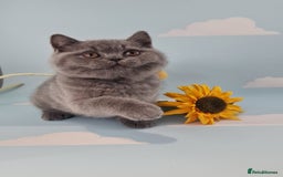 British Shorthair cats for sale: CHAMPION SIRED GCCF REG BSH BLUE MALE KITTEN - Image 3