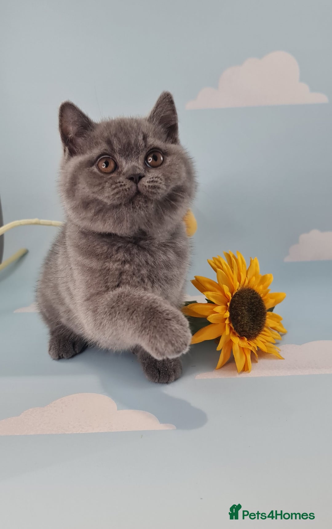 British Shorthair cats for sale: CHAMPION SIRED GCCF REG BSH BLUE MALE KITTEN - Image 3