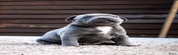 Staffordshire Bull Terrier dogs for sale: Amazing Staffordshire bull terrier litter!  in Welwyn Garden City - Advert 21