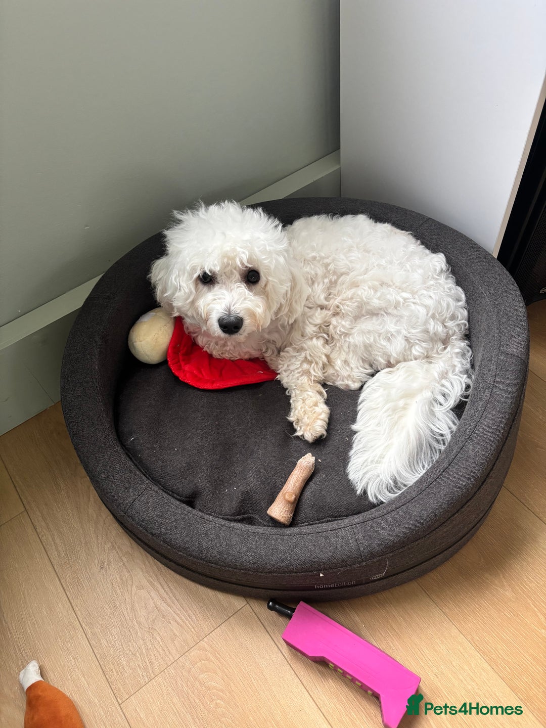 Bichon Frise dogs for sale: Teddy - Advert 2