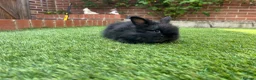 Lionhead rabbits for sale: Mini double maned lionheads and mini lops  - Advert 6