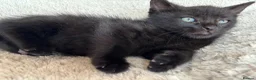 Mixed Breed cats for sale: Kittens Looking for Loving Families - Advert 27