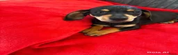 Dachshund dogs for sale:  DASCHUNDS ALL REHOMED - Advert 3