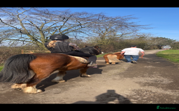 Irish Cob horses for sale: Cob bay mare 12.2 - Image 3