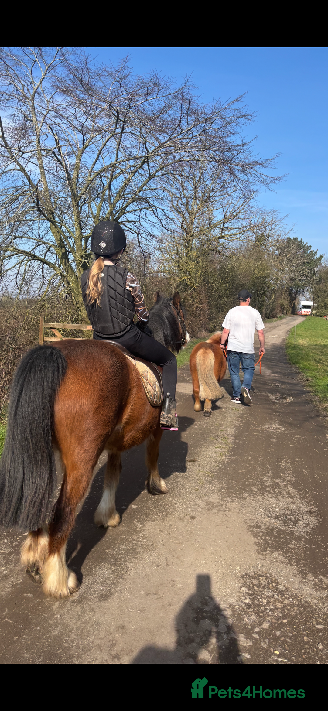 Irish Cob horses for sale: Cob bay mare 12.2 - Image 3