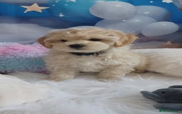Maltipoo dogs for sale: LAST BOY LEFT F1 Apricot & Cream Toy Maltipoo Pups - Image 7