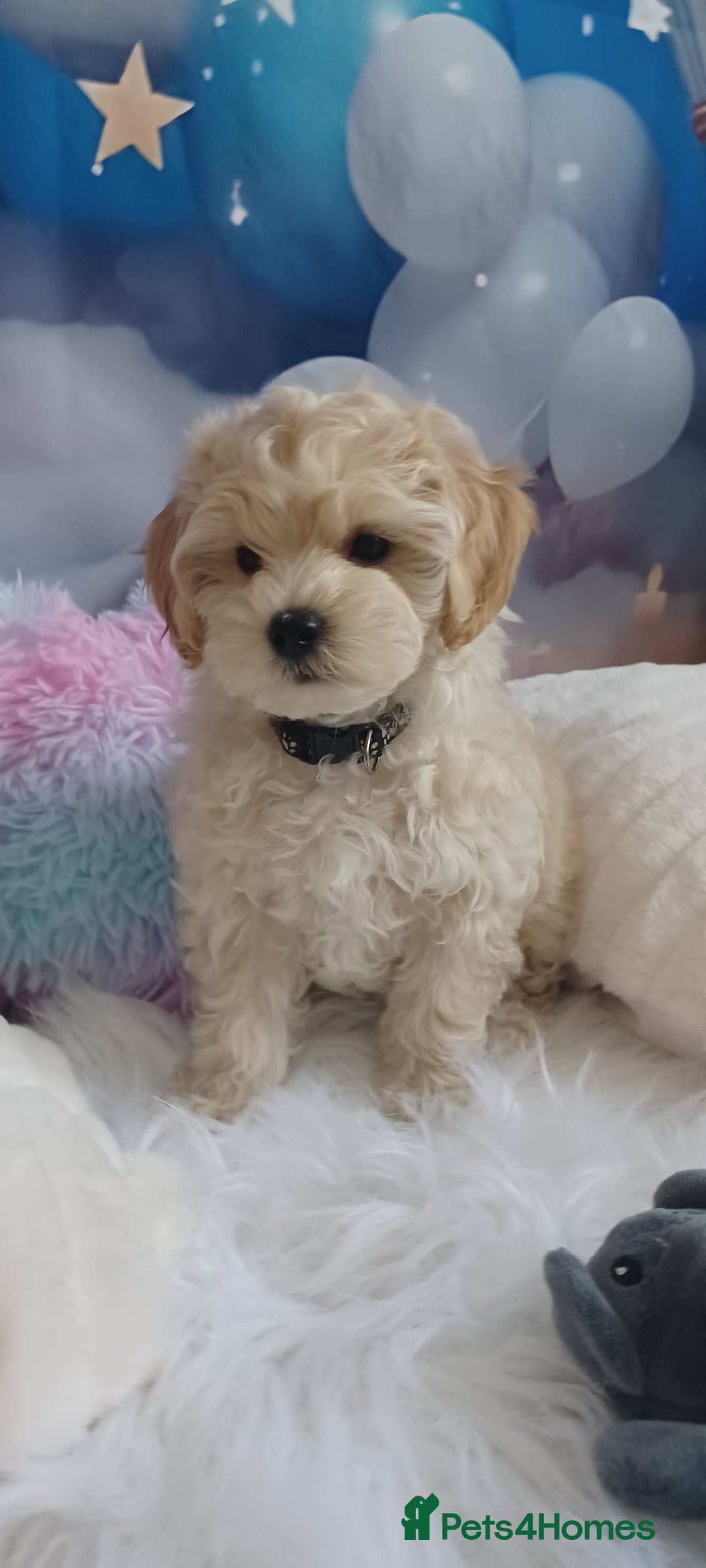 Maltipoo dogs for sale: LAST BOY LEFT F1 Apricot & Cream Toy Maltipoo Pups - Image 7
