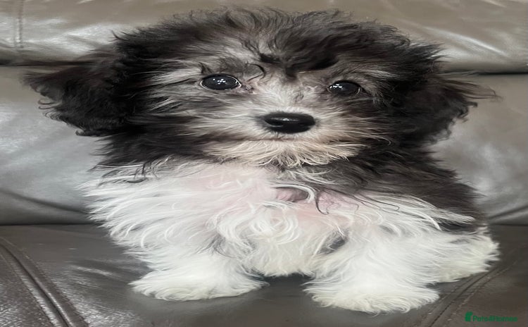 Maltipoo dogs - Advert 16