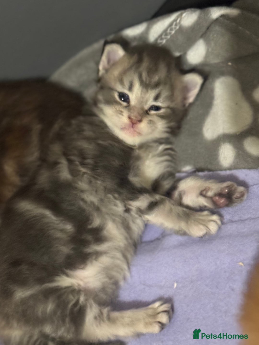 Maine Coon cats for sale: 3 week old mainecoon kittens - Advert 3