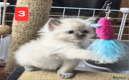 Ragdoll cats for sale: Three Adorable Blue Point Ragdoll Kittens - Image 11