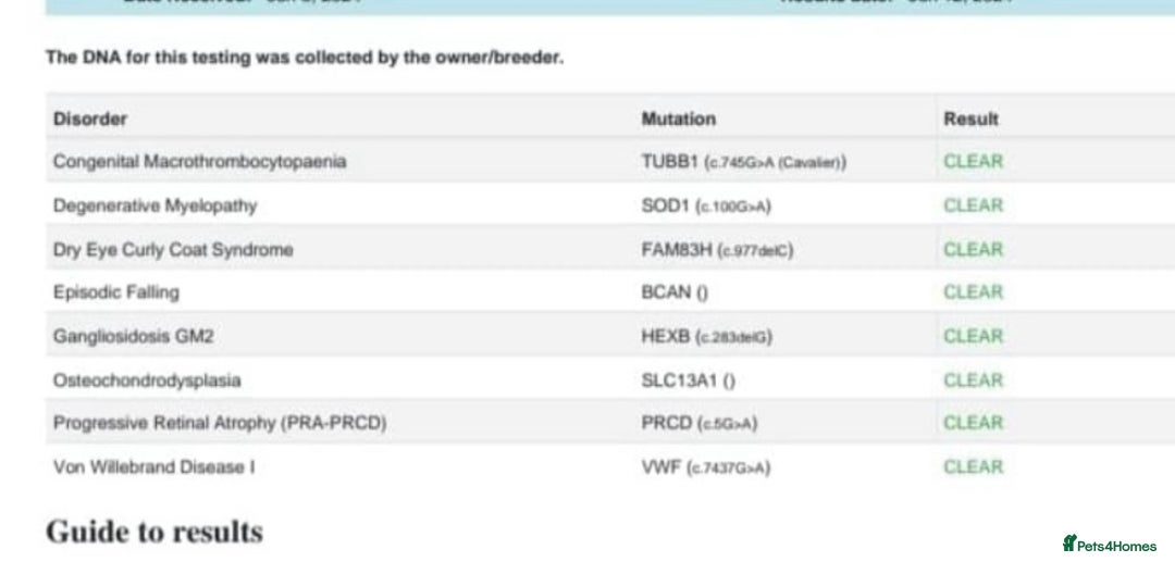 Cavapoo dogs for sale: F1B Red Toy Cavapoos- Health Tested  ************  - Advert 16