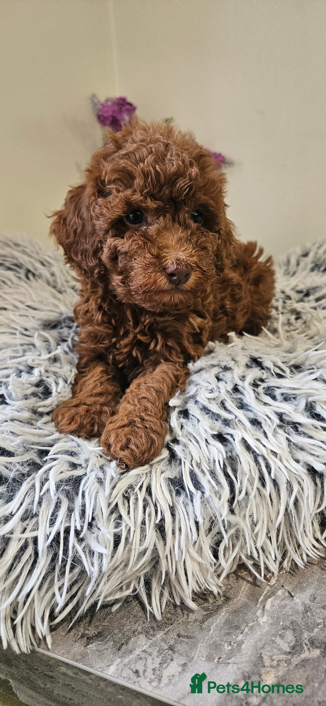 Toy Poodle dogs for sale: Beautiful Red Toy Poodle Puppies - Advert 10