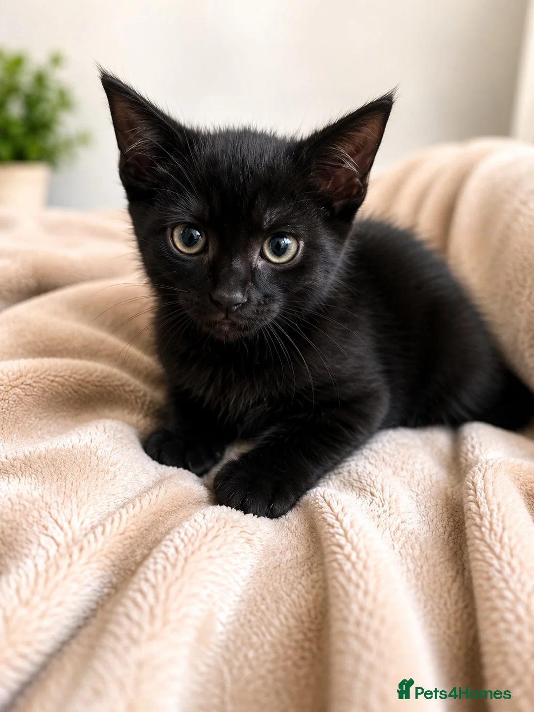 Mixed Breed cats for sale: Adorable kitten for sale  - Advert 1