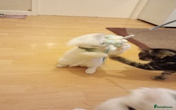 Ragdoll cats for sale: Turkish Angora / Shorthair cross - Image 4