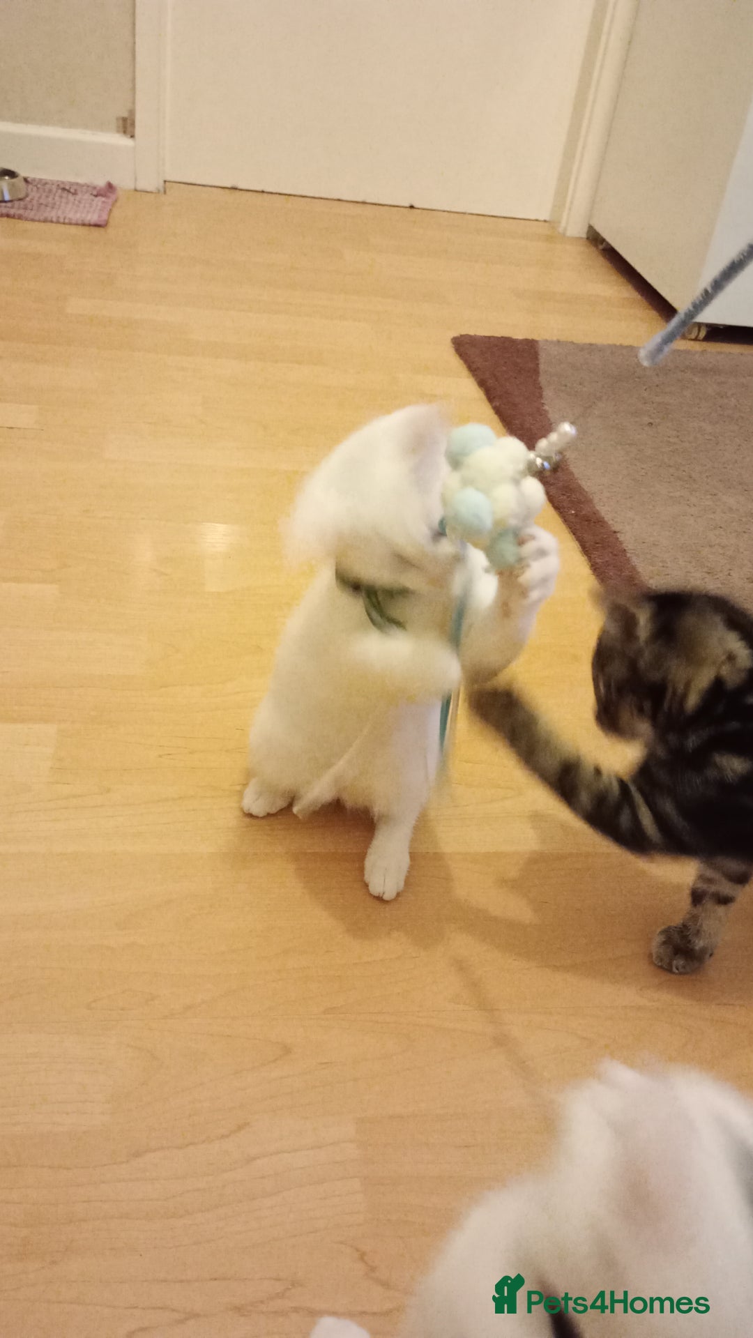 Ragdoll cats for sale: Turkish Angora / Shorthair cross - Image 4