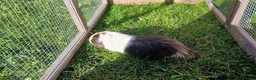 Guinea Pig rodents for sale: Guinea Pig Pair in Leeds - Advert 3