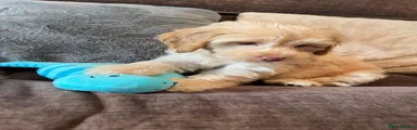 Cockapoo 1