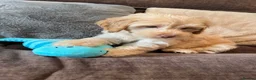 Cockapoo dogs for sale: 💙Beautiful,super friendly,Cockapoo F1 Puppies  - Advert 14
