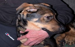 Mixed Breed dogs for sale: 2 Shepweiler Puppies  - Image 10