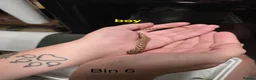 Snake reptiles for sale: Western hognose hatchlings  in Canterbury - Advert 10