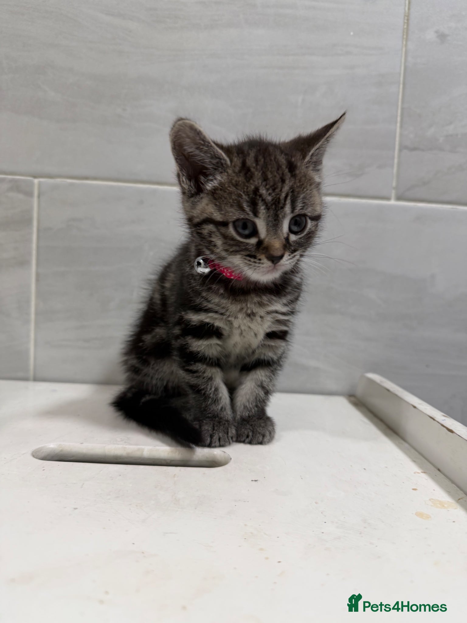 Mixed Breed cats SIAMESE X FEMALE KITTEN **AVAILABLE** - Advert 18