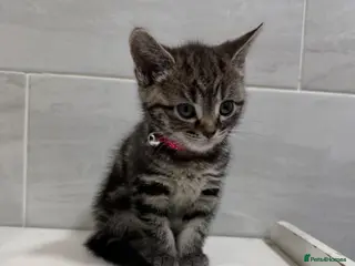 Mixed Breed cats SIAMESE X FEMALE KITTEN **AVAILABLE** - Advert 18