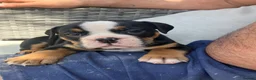 Olde English Bulldogge dogs for sale: Olde English bulldogge f2 - Advert 2