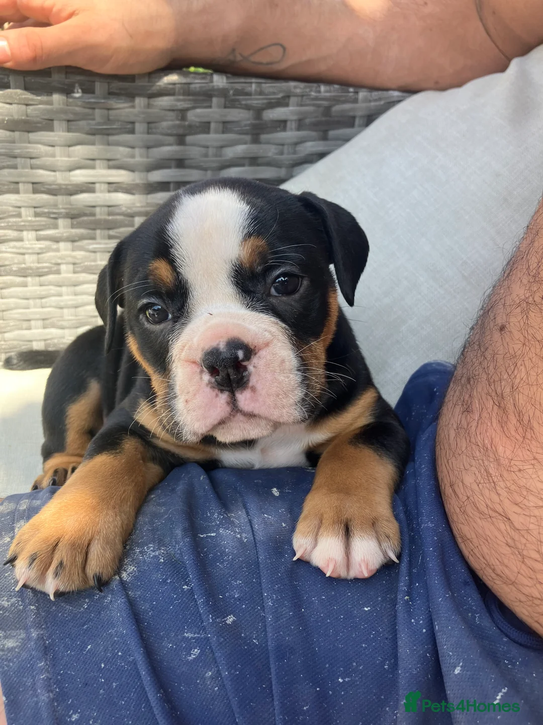 Olde English Bulldogge dogs for sale: Olde English bulldogge f2 - Advert 2
