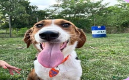 Mixed Breed dogs for sale: ❤️ ADOPT TIGER LILI–PERFECTION WRAPPED IN FUR 🐾❤️ - Image 1