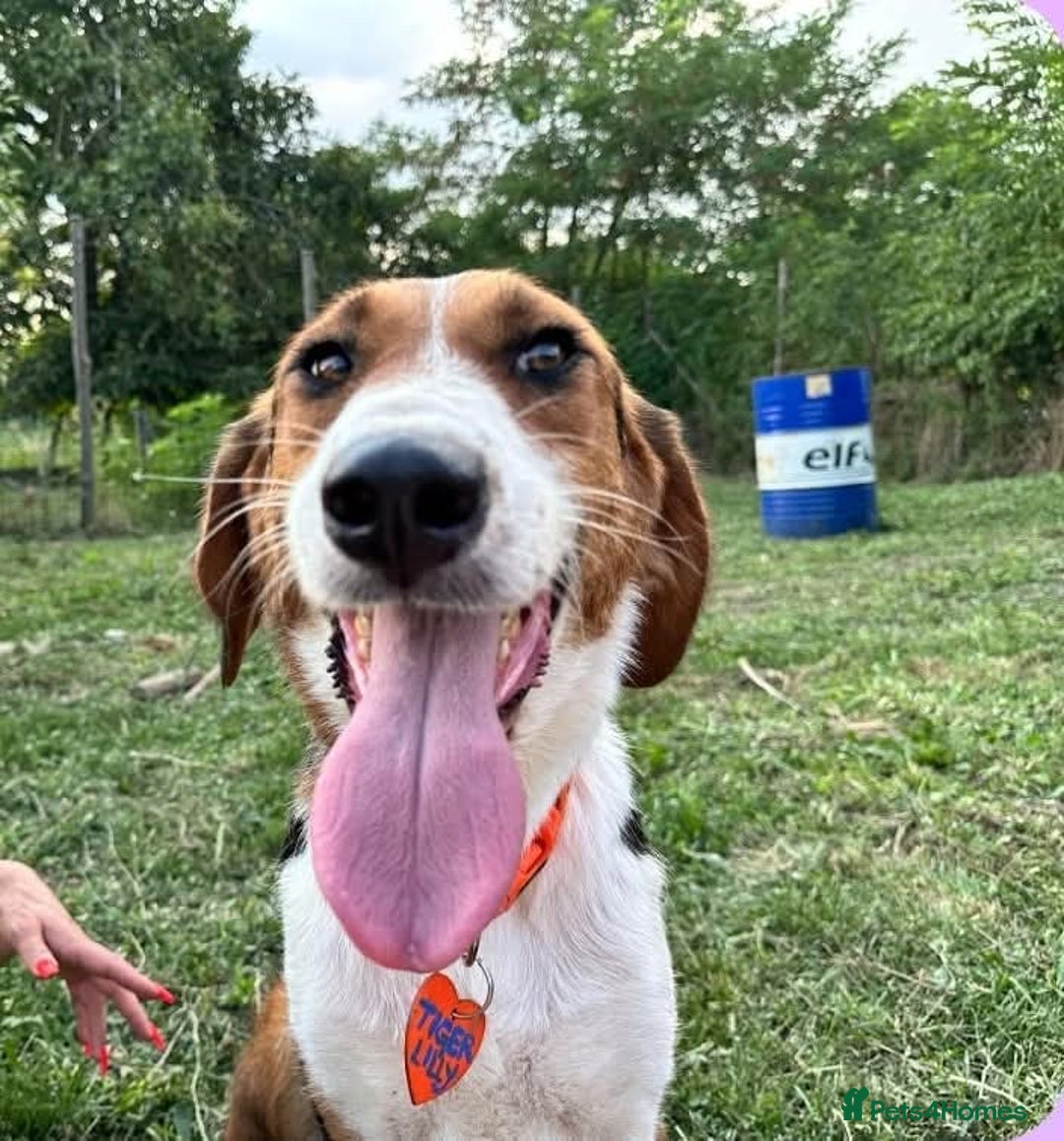 Mixed Breed dogs for sale: ❤️ ADOPT TIGER LILI–PERFECTION WRAPPED IN FUR 🐾❤️ - Image 1