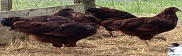 Chickens poultry for sale: Rhode Island Red - Advert 16