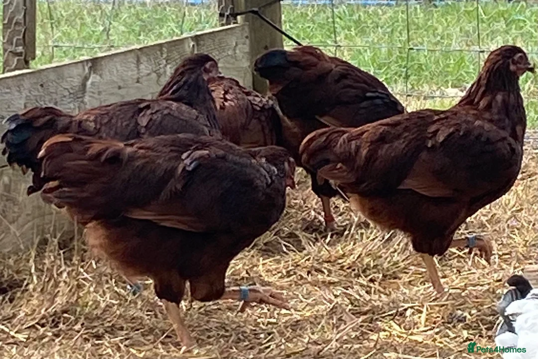 Chickens poultry for sale: Rhode Island Red - Advert 16