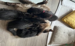 Mixed Breed cats for sale: ✨ The Midnight Magic – Ready to Steal Your Heart  - Image 3
