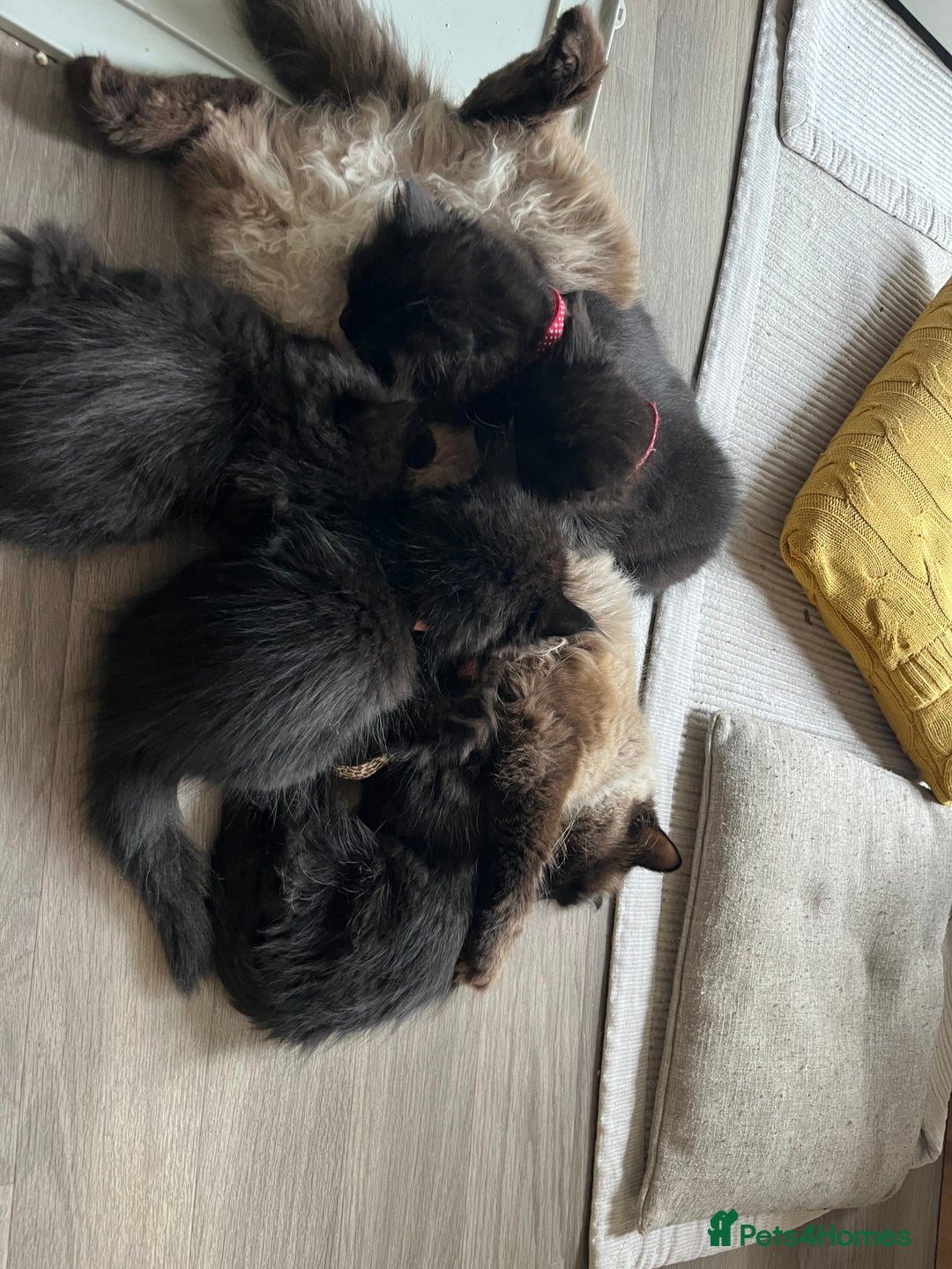 Mixed Breed cats for sale: ✨ The Midnight Magic – Ready to Steal Your Heart  - Image 3