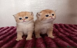 British Shorthair cats for sale: Quality X4 British Longhair x2 British Shorthair - Image 9