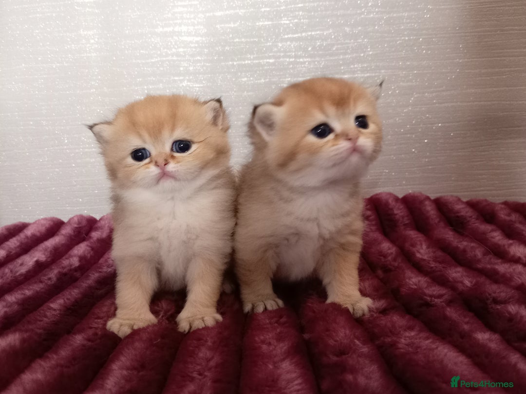 British Shorthair cats for sale: Quality X4 British Longhair x2 British Shorthair - Image 9