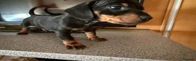 Miniature Dachshund Puppy 2