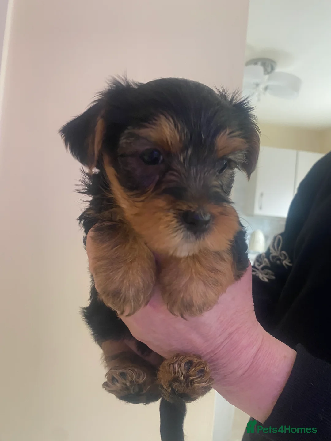 Yorkshire Terrier dogs for sale: Yorkshire terroir puppies  - Advert 1