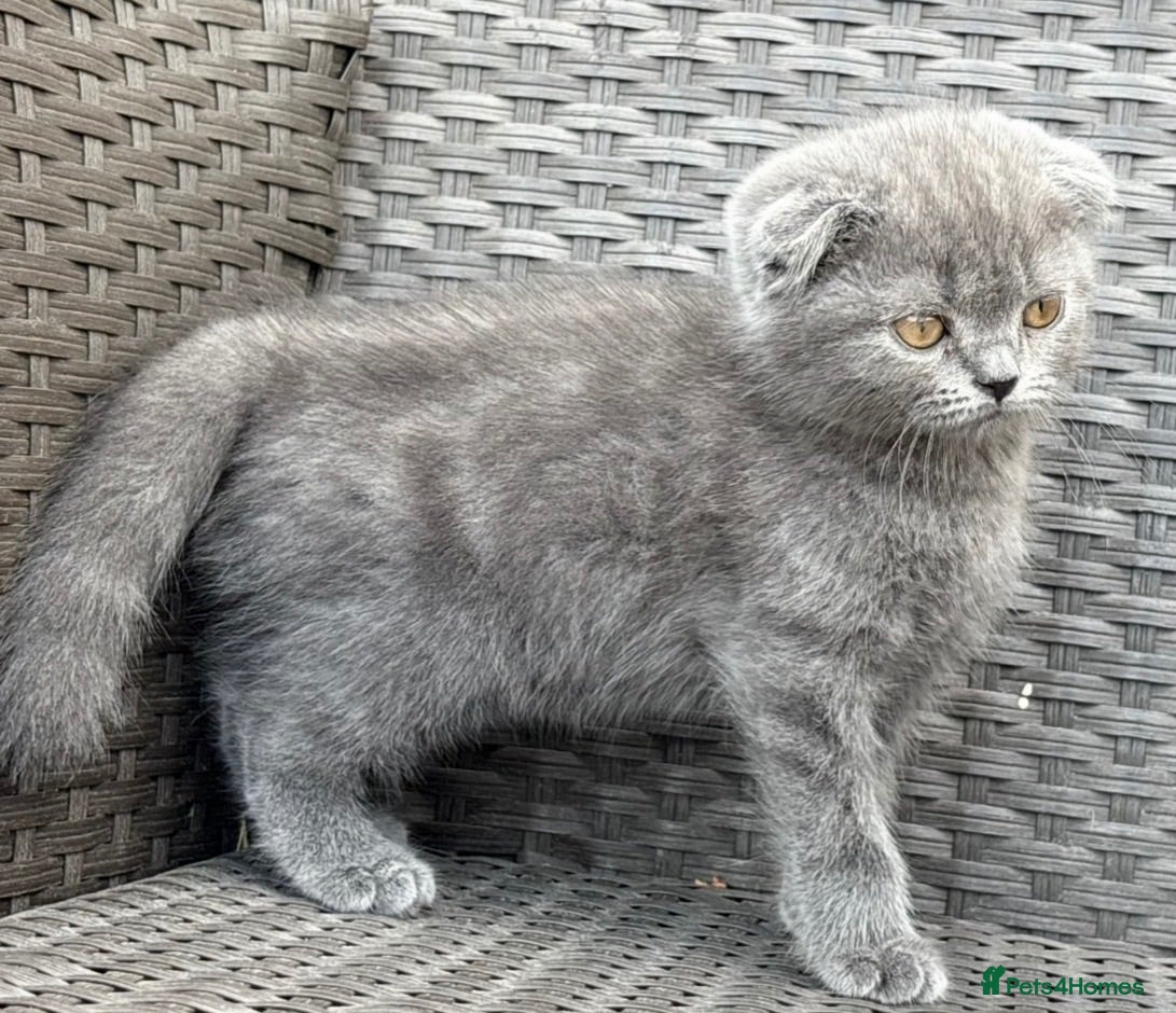 Scottish Fold cats Scottish fold X BSH - Advert 18