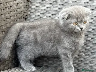 Scottish Fold cats Scottish fold X BSH - Advert 18