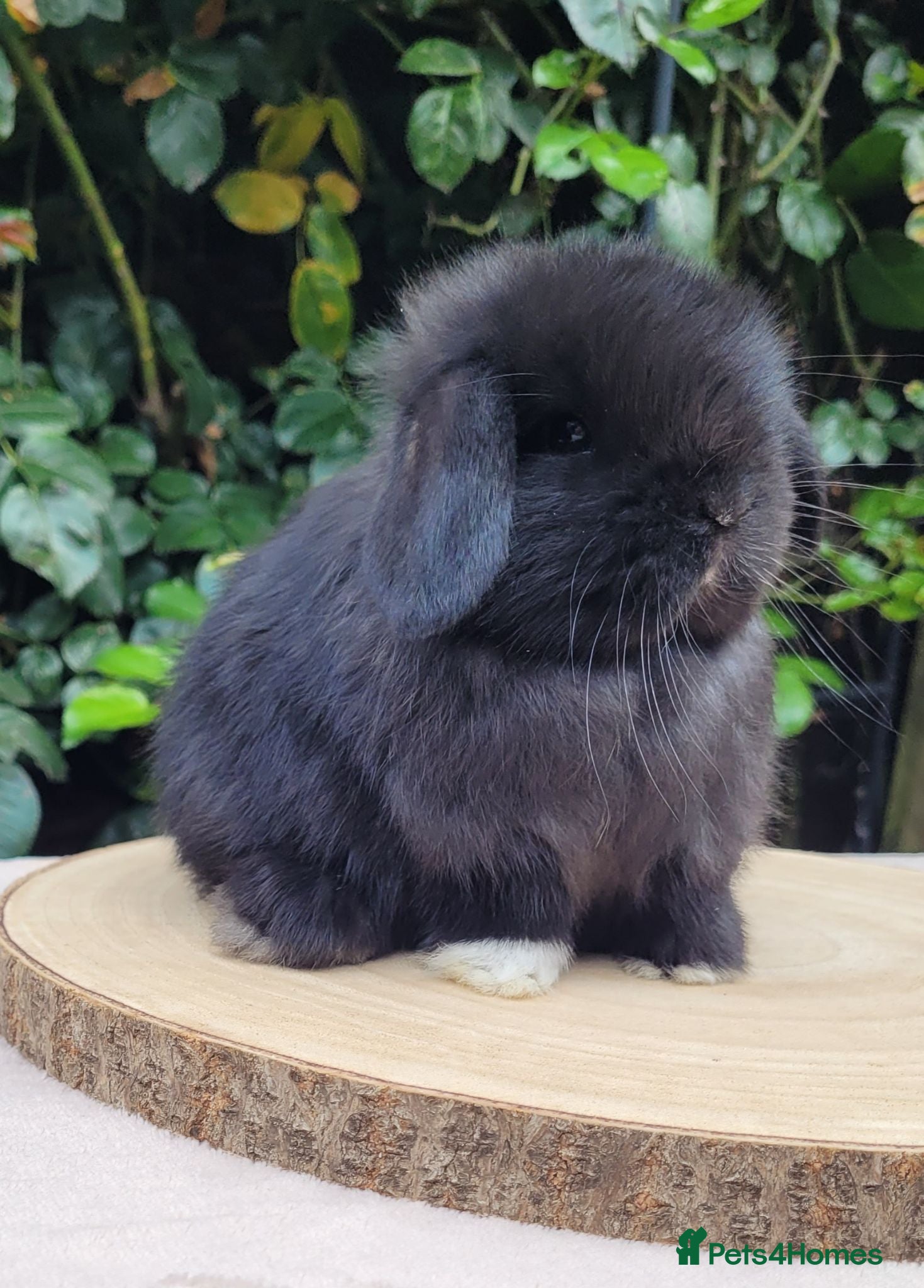Mini Lop rabbits Beautiful pure bred mini lops - Advert 1