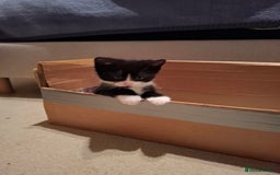Mixed Breed cats for sale: seven funny kittens - Image 36