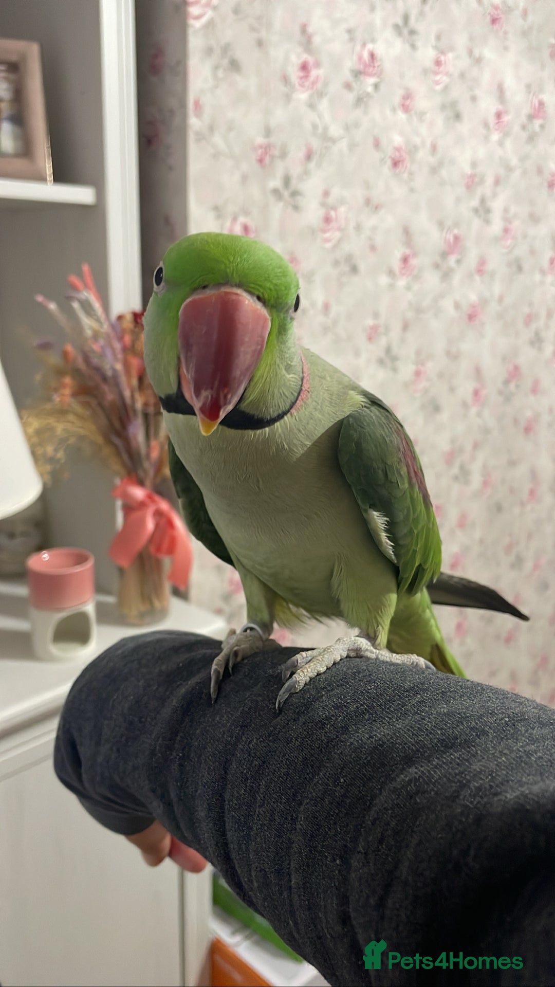 Parakeets birds for sale: Rose-ringed parakeet  - Advert 1