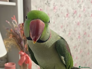 Parakeets birds Rose-ringed parakeet - Advert 1